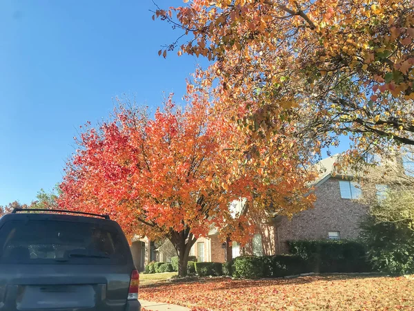 Beautiful single-family house in fall season near Dallas, Texas, USA. Thick carpet of Bradford Pear (Callery pear) leaves on tree and ground, sunny autumn morning