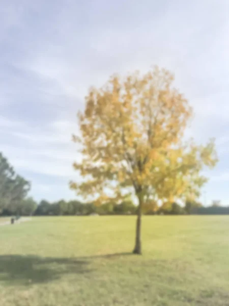 Desfocado Parque Cidade Abstrata Pôr Sol Com Folhas Coloridas Outono — Fotografia de Stock