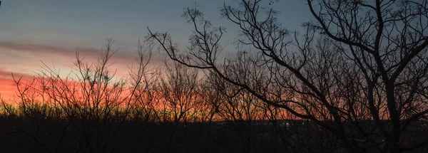 Vue panoramique silhouette de branches d'arbres nus en hiver avec de beaux nuages au lever du soleil — Photo