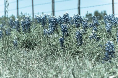 Filtreli görüntü Bluebonnet kır çiçeği Texas, Amerika çiftlik dikenli tel çit ile çiçeklenme