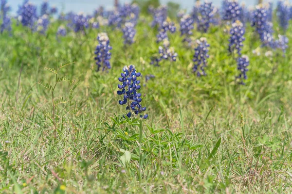 Prachtige Bluebonnet Wildflower Blossom in Texas, Amerika — Stockfoto