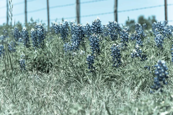 Gefiltertes Bild bluebonnet wildflower blühen mit farm stacheldrahtzaun in texas, amerika — Stockfoto