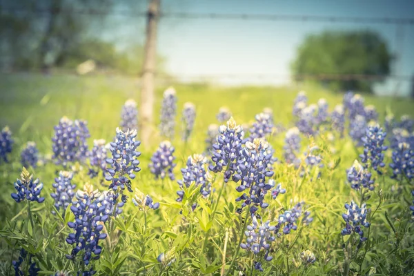 Gefilterde afbeelding Bluebonnet Wildflower bloeiende met boerderij prikkeldraad hek in Texas, Amerika — Stockfoto