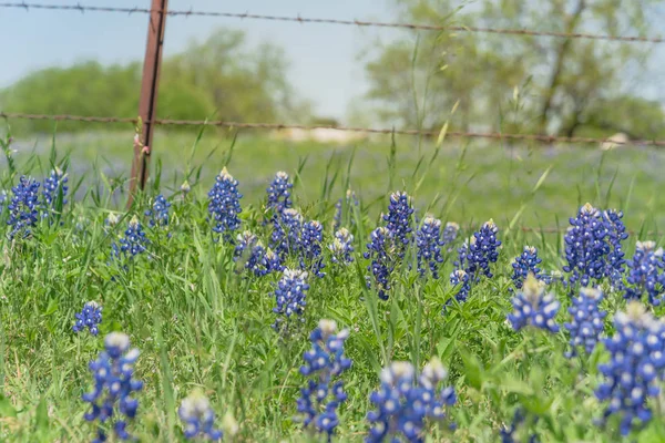 Flor silvestre Bluebonnet floreciendo cerca de la granja local con cerca de alambre de púas en Texas, Estados Unidos — Foto de Stock