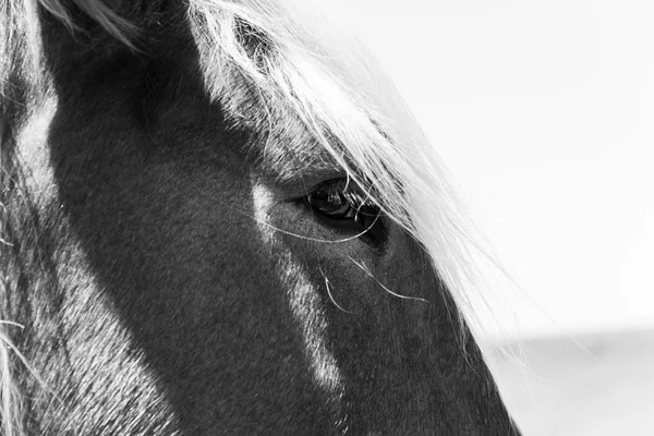 Image filtrée en noir et blanc du magnifique oeil de Holland Draft Horse gros plan — Photo