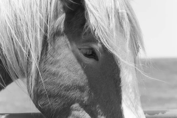 Image filtrée en noir et blanc du magnifique oeil de Holland Draft Horse gros plan — Photo