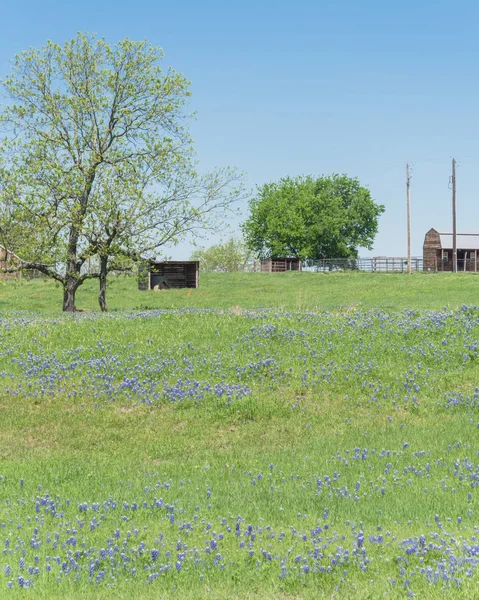 Bluebonnet florece en el campo de Texas con graneros agrícolas — Foto de Stock