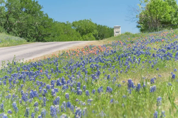 Bluebonnet flor na paisagem rural do Texas campo — Fotografia de Stock