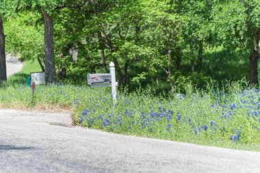 Bluebonnet Texas, Amerika'da kır evi posta kutusu yakınında çiçeklenme