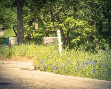 Bluebonnet Texas, Amerika'da kır evi posta kutusu yakınında çiçeklenme