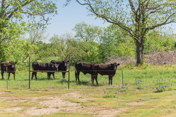 Texas farm in springtime with black cattle and Bluebonnet wildflower blooming