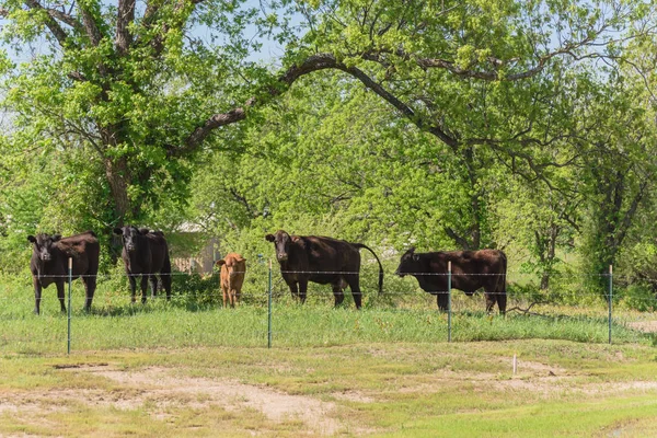 Texas farm in springtime with black cattle and Bluebonnet wildflower blooming