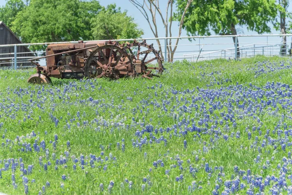 Escena rural en Texas con tractor viejo y flor de Bluebonnet en primavera — Foto de Stock