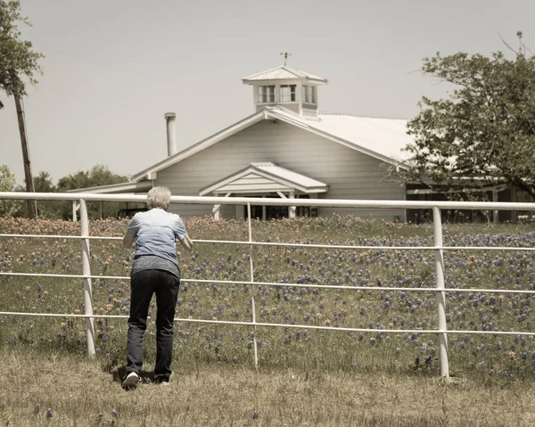 Filtered image rear view of senior lady take photo of Bluebonnet blooming — Stock Photo, Image