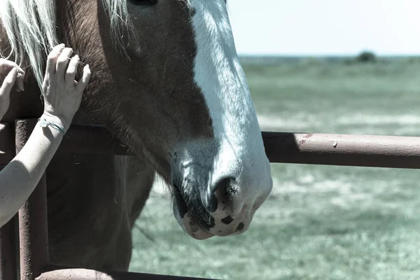 Фильтрованное изображение женской руки, касающейся голландской лошади на ферме крупным планом — стоковое фото
