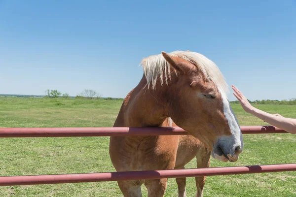 Ręka Pani dotykając holenderskiego projektu konia na farmie zbliżenie — Zdjęcie stockowe