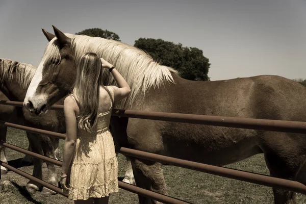 Mujer rubia tomando foto con Holanda caballo de tiro en la granja local en Texas, EE.UU. —  Fotos de Stock