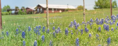Kuzey Texa çiftlikte panoramik görünümü renkli Bluebonnet çiçeği