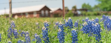 Kuzey Texa çiftlikte panoramik görünümü renkli Bluebonnet çiçeği