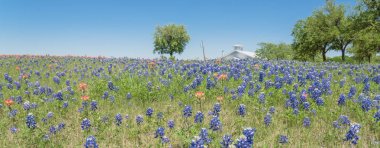 Panoramik görünümü Renkli Bluebonnet Kuzey Teksas, Amerika'da çiftlikte çiçek