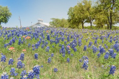 Colorful Bluebonnet blossom at farm in North Texas, America clipart