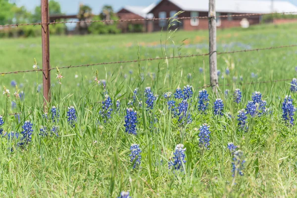 Kleurrijke Bluebonnet Blossom op boerderij in Noord-Texas, Amerika — Stockfoto
