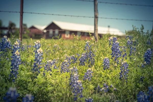 Szűrt kép színes Bluebonnet virágzik a gazdaságban Észak-Texa — Stock Fotó