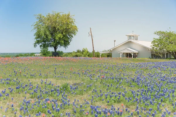 Kleurrijke Bluebonnet Blossom op boerderij in Noord-Texas, Amerika — Stockfoto