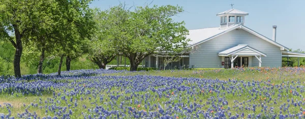 Panoramisch uitzicht kleurrijke Bluebonnet Blossom op boerderij in Noord-Texa — Stockfoto