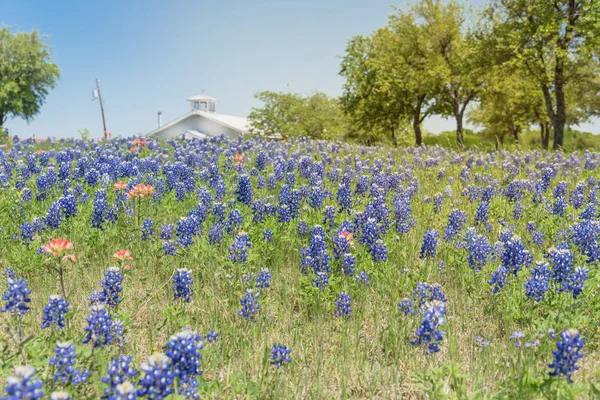 Colorful Bluebonnet blossom at farm in North Texas, America — Stock Photo, Image