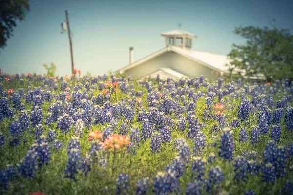 Filtered image colorful Bluebonnet blossom at farm in North Texas, America — Stock Photo, Image