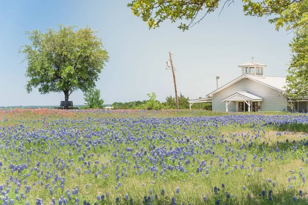 Flor colorida de Bluebonnet en la granja en el norte de Texas, Estados Unidos — Foto de Stock