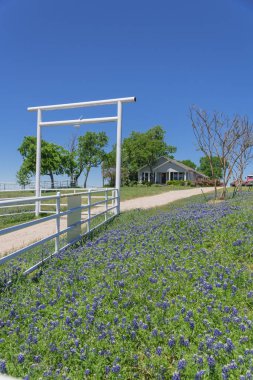 Kır çiçeği Bluebonnet çiçeklenme ile Texas Doğal çiftlik manzara