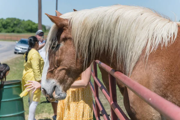 Visão traseira da senhora tirando foto com a Holanda cavalo rascunho na fazenda local no Texas, EUA — Fotografia de Stock