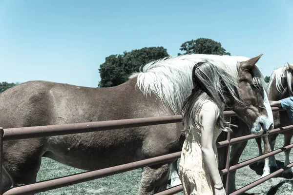 Imagem filtrada vista traseira da senhora tirando foto com a Holanda cavalo rascunho na fazenda local no Texas — Fotografia de Stock