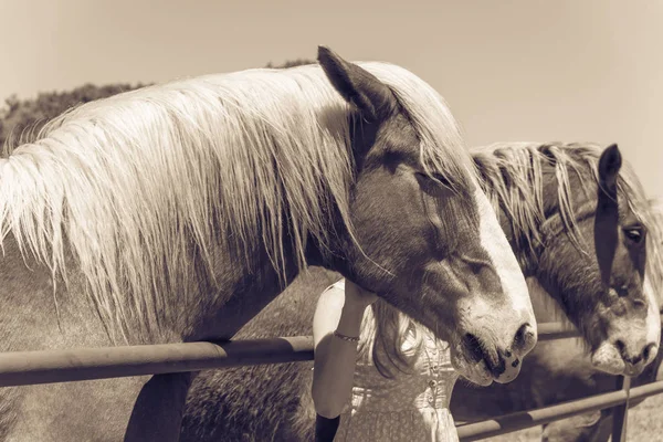 Imagen filtrada vista trasera de la señora tomando fotos con Holanda caballo de tiro en la granja local en Texas — Foto de Stock