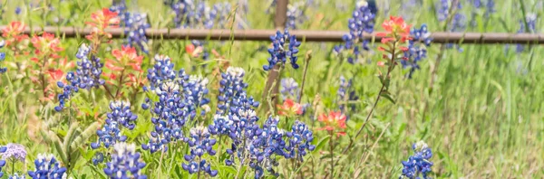 Panoramik görünüm Hint Paintbrush ve Bluebonnet eski metal çit boyunca çiçeklenme — Stok fotoğraf