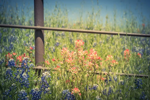 Gefilterde afbeelding Indian Paintbrush en Bluebonnet bloeien langs oude metalen hek — Stockfoto