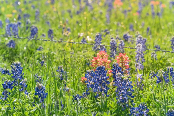 Rustieke prikkeldraad hek met Indische penseel en Bluebonnet bloeien — Stockfoto