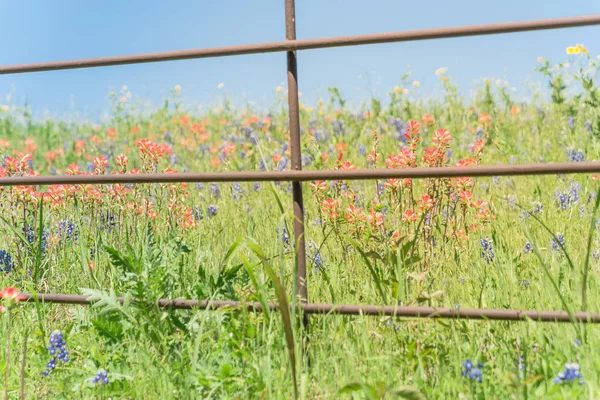 Indian Paintbrush en Bluebonnet bloeien langs oude metalen hek — Stockfoto