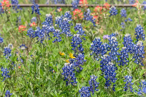 Indian Paintbrush en Bluebonnet bloeien langs oude metalen hek — Stockfoto