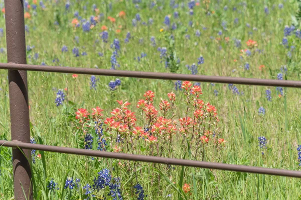 Indischer Pinsel und Bluebonnet blühen am alten Metallzaun — Stockfoto