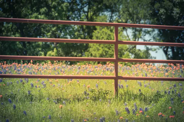 Filtreli görüntü Hint Paintbrush ve Bluebonnet eski metal çit boyunca çiçeklenme — Stok fotoğraf