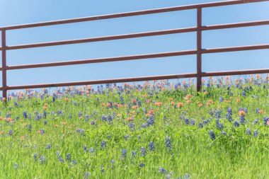 Hint Paintbrush ve Bluebonnet eski metal çit boyunca çiçeklenme