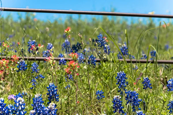 Gefilterde afbeelding Indian Paintbrush en Bluebonnet bloeien langs oude metalen hek — Stockfoto