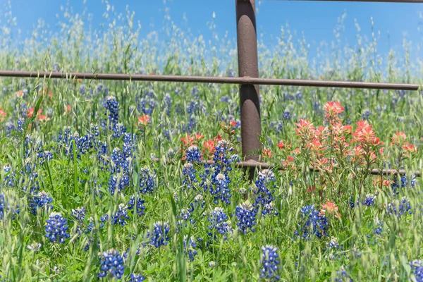 Pincel indio y Bluebonnet floreciendo a lo largo de una antigua valla metálica — Foto de Stock