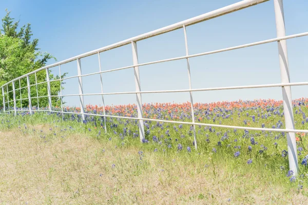 Weißer Metallzaun mit indischem Pinsel und bluebonnet blühen — Stockfoto