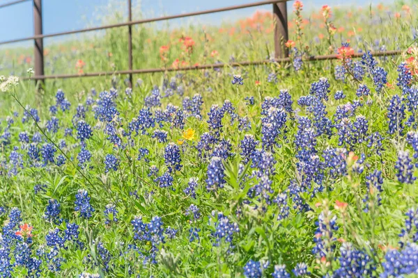 Indian Paintbrush en Bluebonnet bloeien langs oude metalen hek — Stockfoto