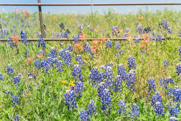 Indian Paintbrush en Bluebonnet bloeien langs oude metalen hek — Stockfoto