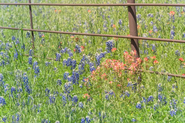 Indian Paintbrush en Bluebonnet bloeien langs oude metalen hek — Stockfoto